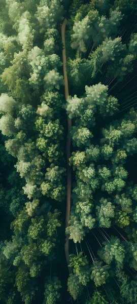 dreamy fusion wallpaper — tree, scenery, nature, plant (free 4K phone download)