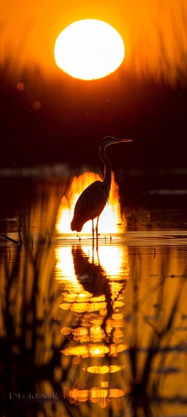nature wallpapers — 1847×4096