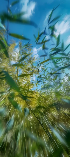 painterly nature wallpaper — sky, blue sky, bamboo, scenery (free 4K phone download)