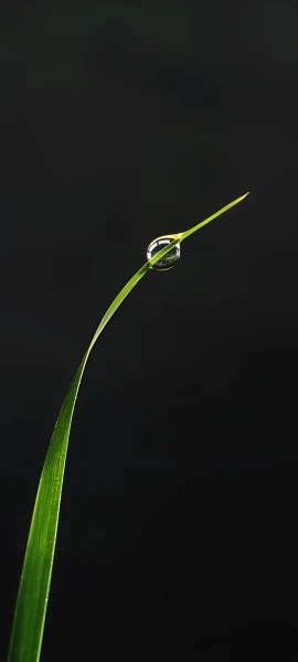 serene nature wallpaper — black background, simple background, flower, plant (free 4K phone download)