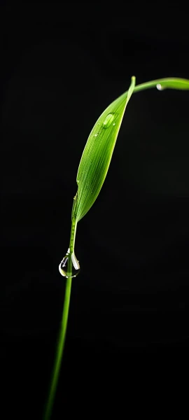 serene nature wallpaper — black background, simple background, water drop, leaf (free 4K phone download)