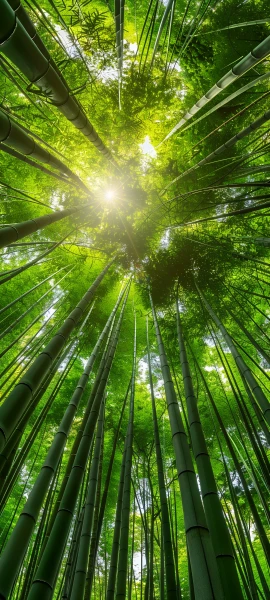 serene nature wallpaper — nature, bamboo, forest, bamboo forest (free 4K phone download)