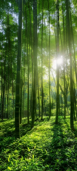 serene nature wallpaper — nature, forest, scenery, sunlight (free 4K phone download)