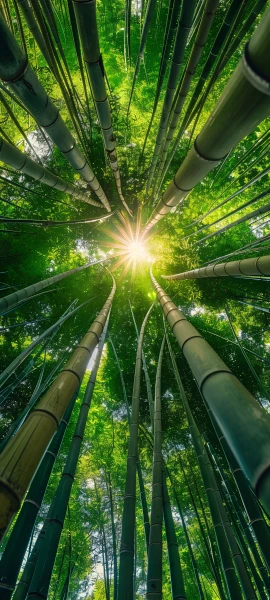 serene nature wallpaper — bamboo, nature, forest, bamboo forest (free 4K phone download)
