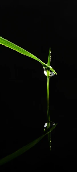 serene nature wallpaper — black background, water drop, simple background, still life (free 4K phone download)