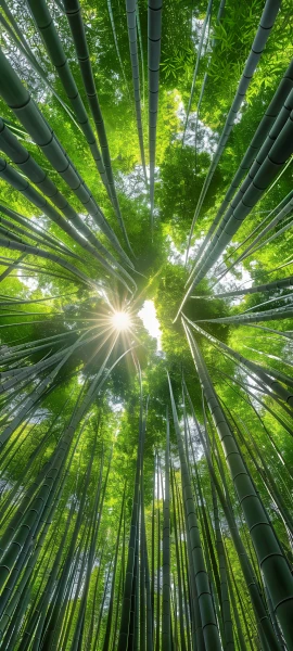 serene nature wallpaper — nature, forest, bamboo, scenery (free 4K phone download)
