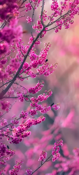 seasons wallpapers — 1847×4096